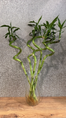 5 li bambu