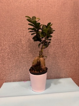 Bonzai