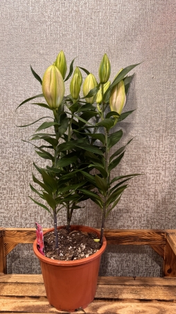 Saksıda lilyum